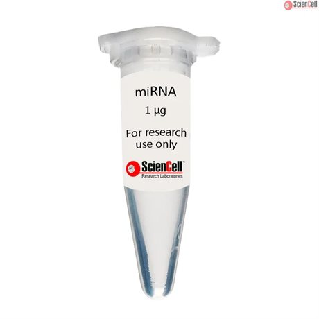 Human Choroid Plexus Fibroblast MicroRNA, 1 μg
