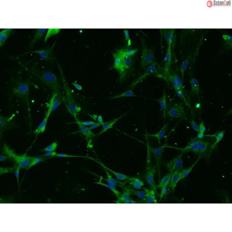 Mouse Astrocytes-adult