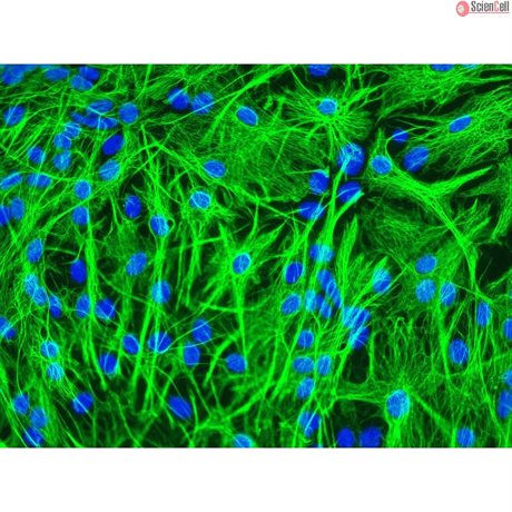Mouse Astrocytes from C57BL/6