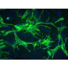Mouse Astrocytes-spinal cord from C57BL/6