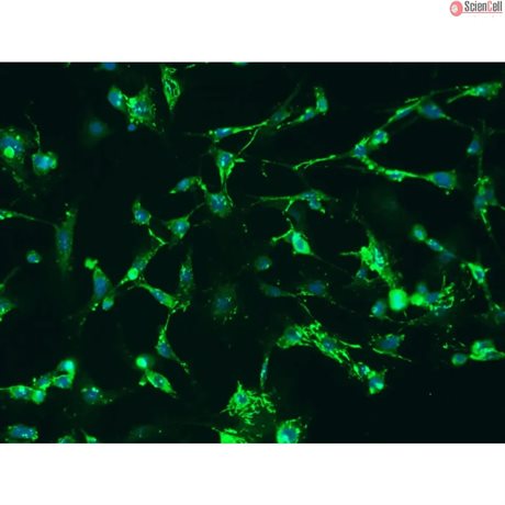 Mouse Dermal Fibroblasts