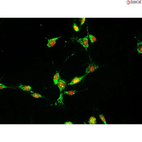 Mouse Dermal Fibroblasts from C57BL/6