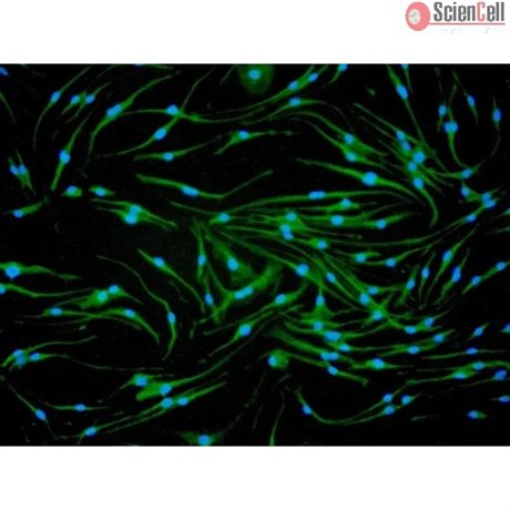 Mouse Macrophages from CD1