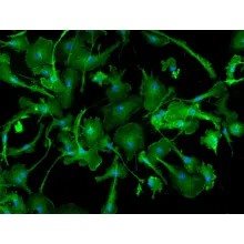 Mouse Microglia from C57BL/6, Passage 0
