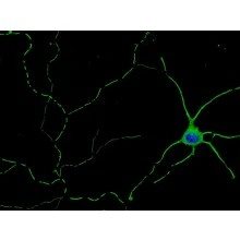 C57BL/6, Mouse Neurons-cortical, Passage 0