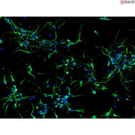 <strong>NEW!</strong> Mouse Neurons-midbrain