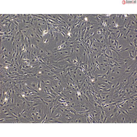 Mouse Pituitary Cells