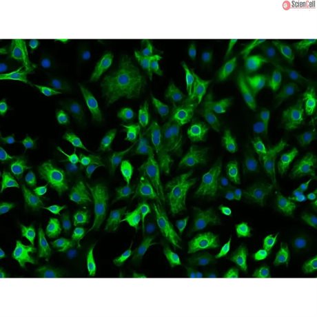 Mouse Pulmonary Alveolar Epithelial Cells from CD-1