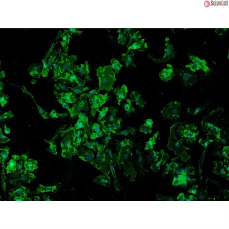 Mouse Pulmonary Alveolar Macrophages