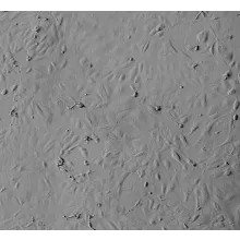 Mouse Renal Proximal Tubular Epithelial Cells from C57BL/6