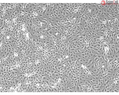 CD1 Mouse Renal Proximal Tubular Epithelial Cells