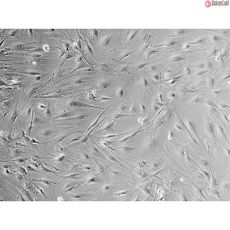 Mouse Salivary Gland Fibroblasts from C57BL/6