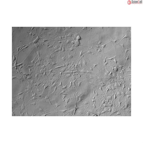 C57BL/6 Mouse Schwann Cells