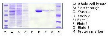 Ni-IDA Agarose Resins