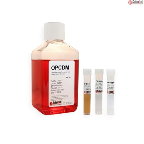 Phenol Red Free Oligodendrocyte Precursor Cell Differentiation Medium-complete, 2 x 500 ml