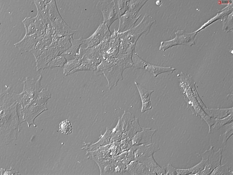 Porcine Primary Retinal Astrocytes, GFAP+,Passage 1