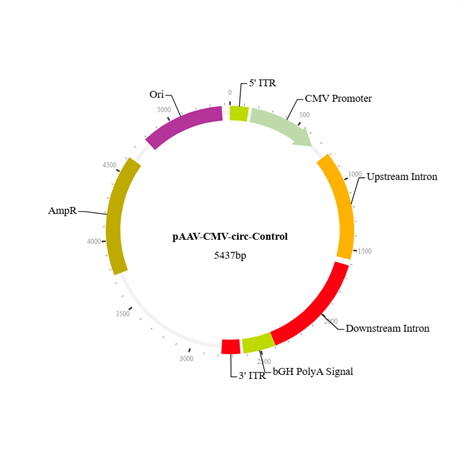 pAAV-CMV-circ-Control