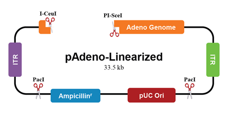 Adeno DNA