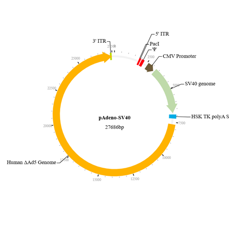 Adeno-SV40 Adenovirus