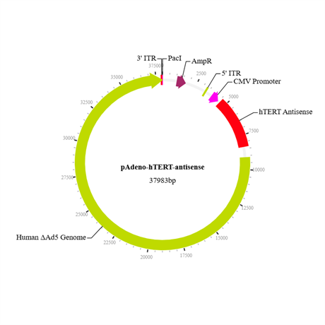 Adeno-hTERT Antisense