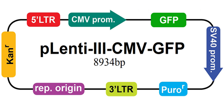 CMV Promoter-Reporter Lentiviral Vector (GFP)