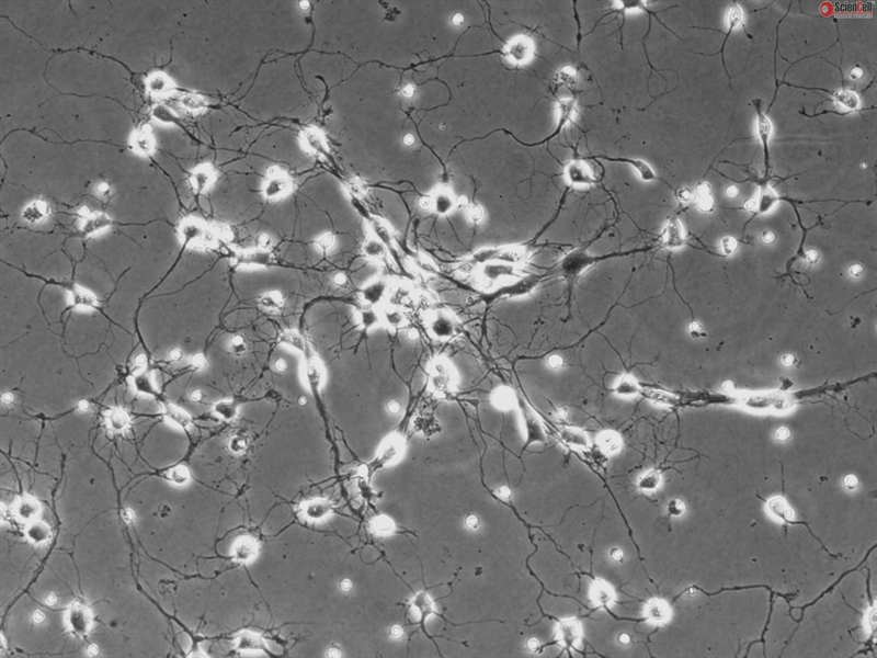 Rat Neurons-spinal cord