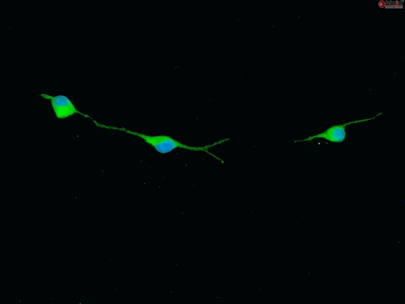 Rat Oligodendrocyte Precursor Cells