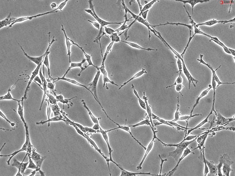 Cryopreserved Rat Schwann Cells, Passage 1