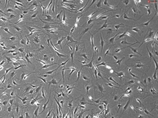 Rat Dermal Fibroblasts-adult