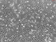 Rat Salivary Gland Fibroblasts