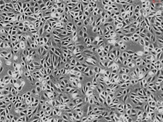 Rat Renal Proximal Tubular Epithelial Cells