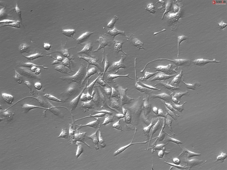 Rat Splenic Macrophages, 1 million cells