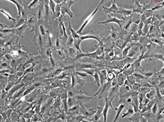 Rat Lens Epithelial Cells