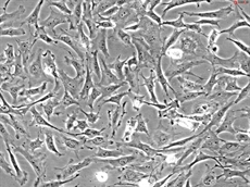 Rat Embryonic Fibroblasts, Passage 0