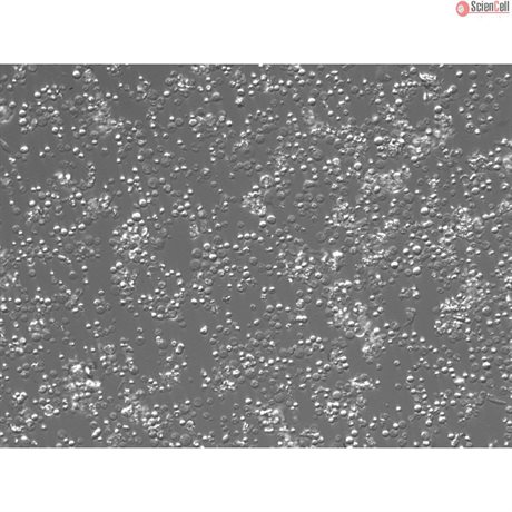 Rat Bone Marrow Mononuclear Cells