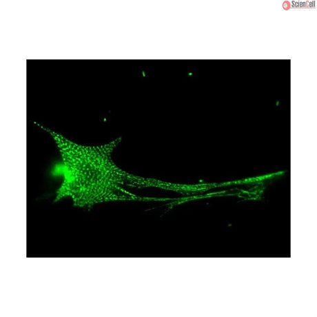 Rat Cardiac Myocytes