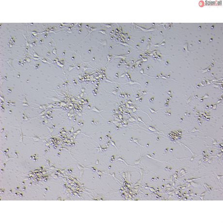 Rat Neurons-forebrain