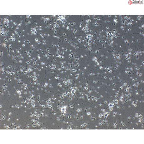Rat Neurons-forebrain