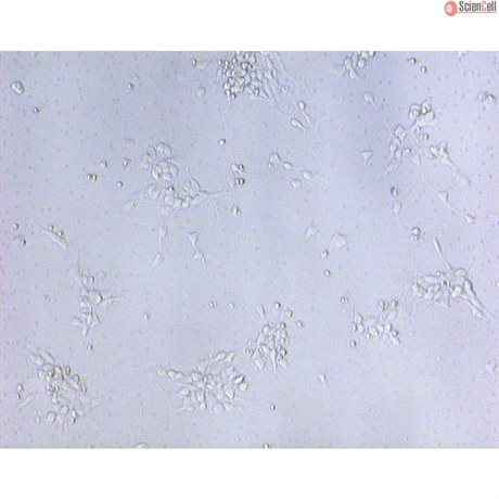 Rat Neurons-hindbrain