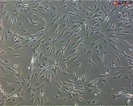Rat Sertoli Cells