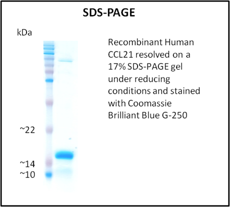 Recombinant Human CCL21