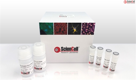 HeLa Cell Contamination Detection Kit