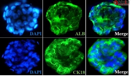 Ready-to-use 3D Hepatocyte-Stellate Cell Spheroids