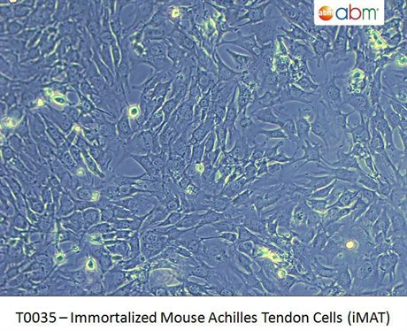Immortalized Mouse Achilles Tendon Cells (iMAT)