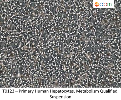 Primary Human Hepatocytes, Metabolism Qualified, Suspension