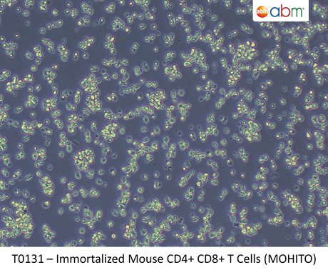 Immortalized Mouse CD4+ CD8+ T Cells (MOHITO)