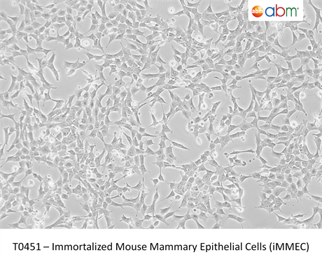 Immortalized Mouse Mammary Epithelial Cells (iMMEC)