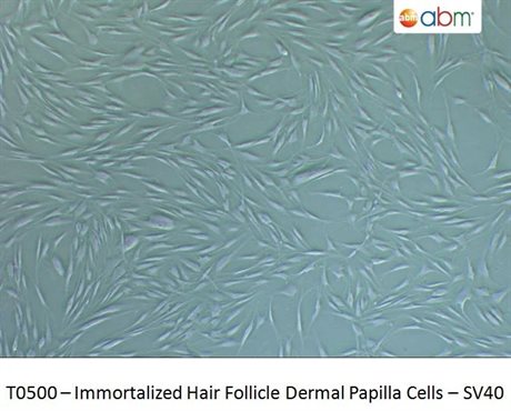 Immortalized Hair Follicle Dermal Papilla Cells - SV40