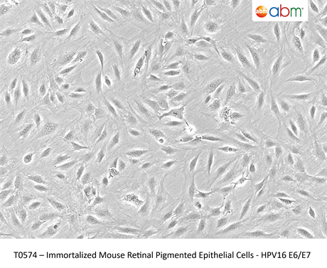 Immortalized Mouse Retinal Pigmented Epithelial Cells - HPV16 E6/E7