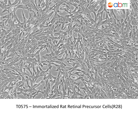 Immortalized Rat Retinal Precursor Cells (R28)